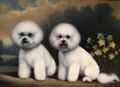 Bichon Frise