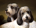 Petit Basset Griffon Vendeens