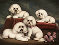 Portrait of Four Bichons Frise