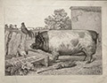 A British Boar