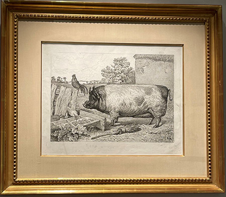 A British Boar