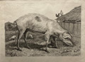 A French Hog
