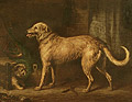 Bran, a Favourite Deerhound