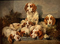 Clumber Spaniels in a Kennel