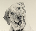 Sullivan
