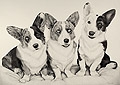 Three Corgis