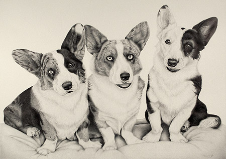 Three Corgis