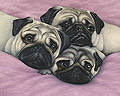 Three Pugs