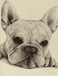 French Bulldog Head Study