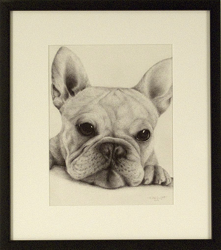 French Bulldog Head Study