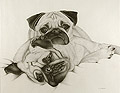 Two Pugs